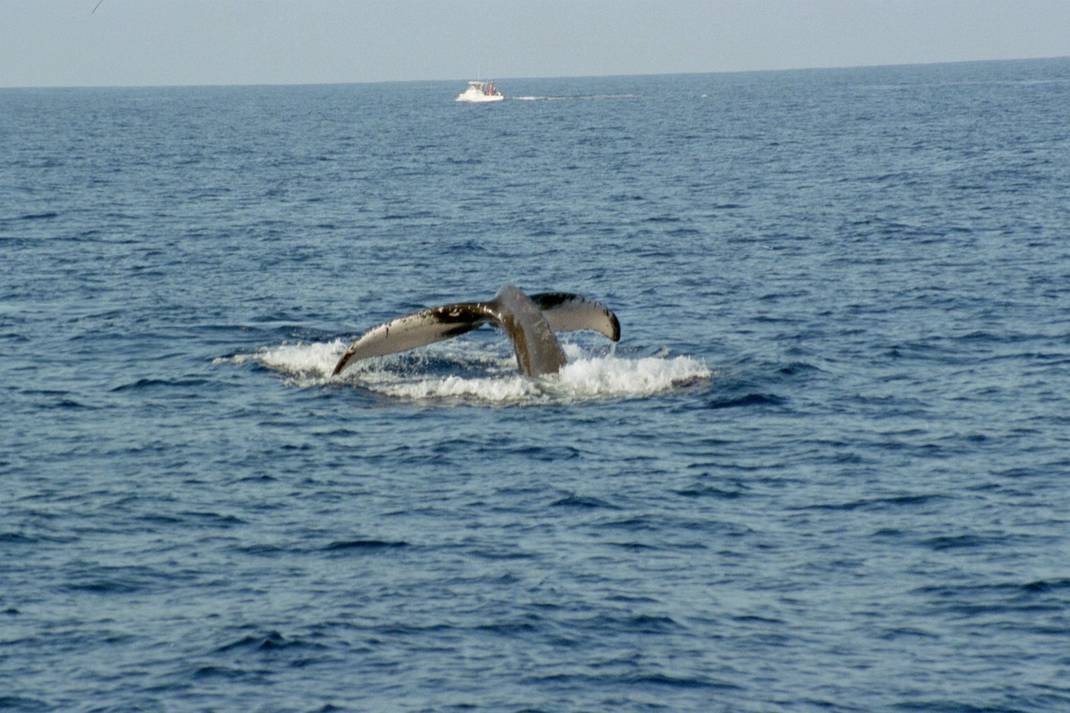 Whale off Hawaii